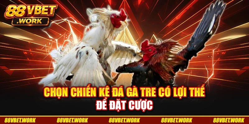 Chọn chiến kê đá gà tre có lợi thế để đặt cược