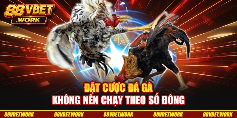 Đặt cược đá gà không nên chạy theo số đông Đặt cược đá gà không nên chạy theo số đông