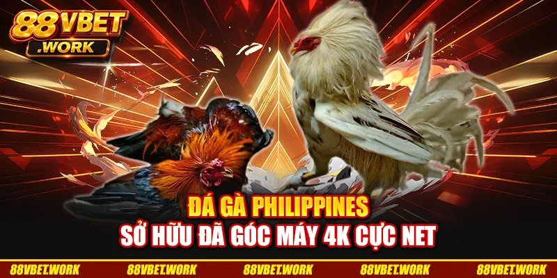 Đá gà Philippines sở hữu đã góc máy 4K cực net Đá gà Philippines sở hữu đã góc máy 4K cực net